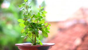 Tulsi Vastu Tips: घर की इस दिशा में भूलकर भी न रखें तुलसी, जानें सही जगह और जरूरी नियम