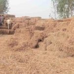 हरियाणा के किसानों की बदली तस्वीर, पराली नहीं जलाई; सरकार दे रही ₹1,200 प्रति एकड़ प्रोत्साहन राशि