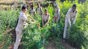 राजस्थान में गांजे की अवैध खेती पर सवाल, 400 से अधिक जमीन मालिकों के बीच असली आरोपी तलाशना चुनौती राजस्थान में गांजे की अवैध खेती पर सवाल, 400 से अधिक जमीन मालिकों के बीच असली आरोपी तलाशना चुनौती