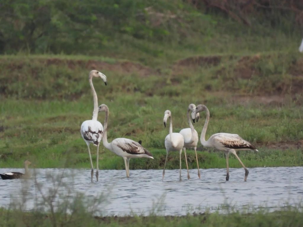 भिवानी से भिंडावास तक दिखे ग्रेटर फ्लेमिंगो, सूखते जलाशयों ने बढ़ाई प्रवासी पक्षियों की मुश्किलें भिवानी से भिंडावास तक दिखे ग्रेटर फ्लेमिंगो, सूखते जलाशयों ने बढ़ाई प्रवासी पक्षियों की मुश्किलें