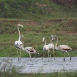 भिवानी से भिंडावास तक दिखे ग्रेटर फ्लेमिंगो, सूखते जलाशयों ने बढ़ाई प्रवासी पक्षियों की मुश्किलें