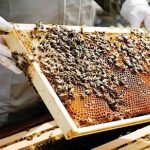 हरियाणा सरकार का बड़ा फैसला, मधुमक्खी पालन मुख्यमंत्री बागवानी बीमा योजना में शामिल हरियाणा सरकार का बड़ा फैसला, मधुमक्खी पालन मुख्यमंत्री बागवानी बीमा योजना में शामिल