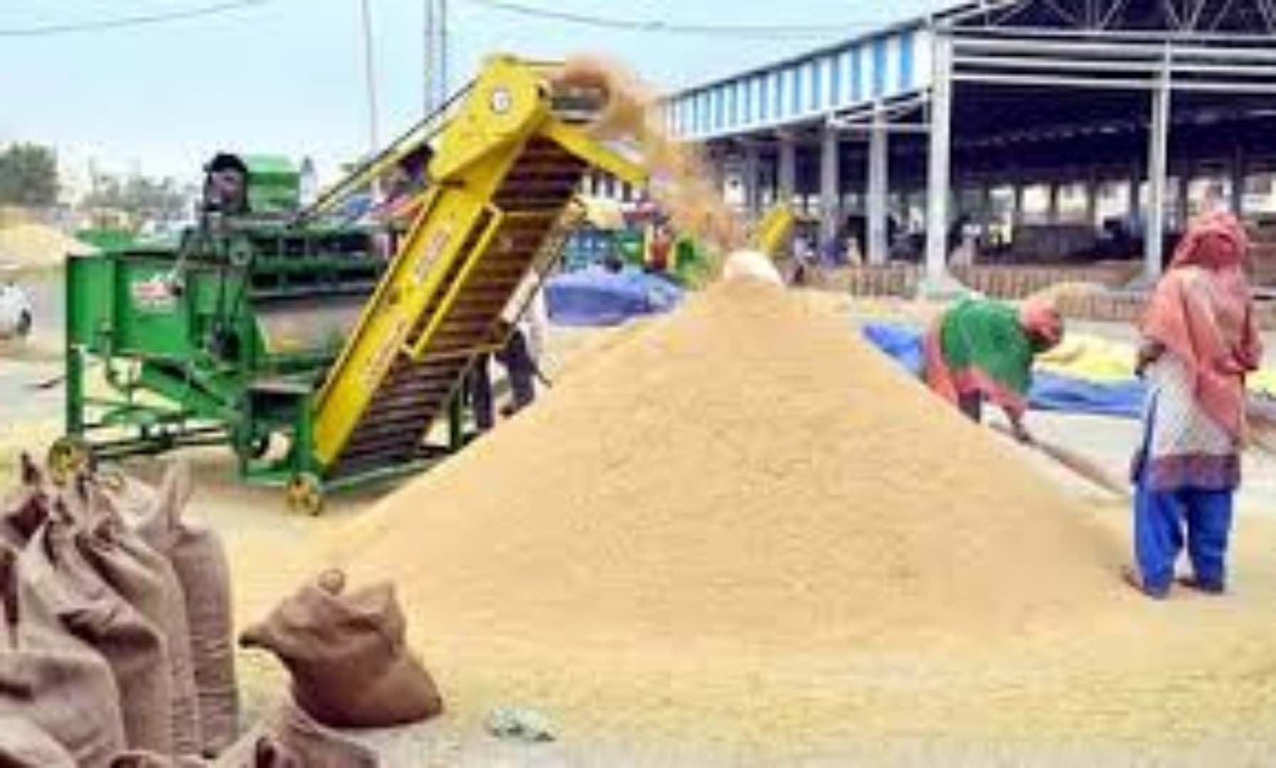 धान खरीद में पारदर्शिता पर जोर, हरियाणा में 1.52 लाख किसानों का सत्यापन पूरा