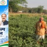 किसान फागूराम की नई पहल, ग्राफ्टेड बैंगन की खेती से बढ़ी कमाई; पारंपरिक खेती से आगे बढ़ने की मिसाल