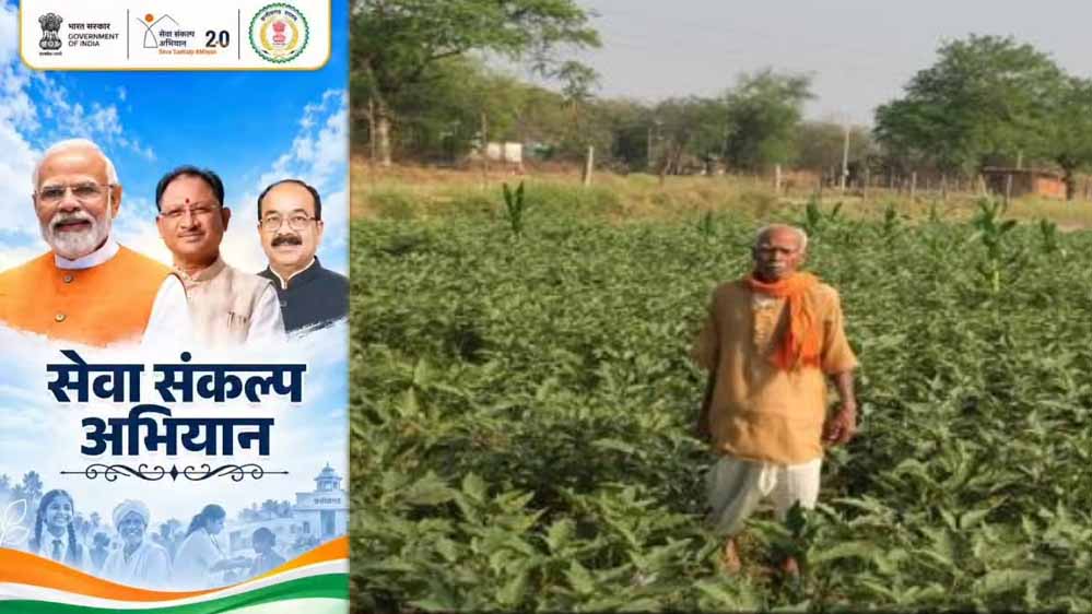 किसान फागूराम की नई पहल, ग्राफ्टेड बैंगन की खेती से बढ़ी कमाई; पारंपरिक खेती से आगे बढ़ने की मिसाल