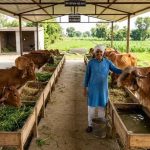 मिनी नंदिनी योजना में बदले नियम, दूसरे राज्यों के व्यापारियों से गाय मंगाने की मिलेगी सुविधा