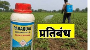 सरकार का बड़ा फैसला: पैराक्वेट डाइक्लोराइड के इस्तेमाल पर रोक, कंपनियों को बचा स्टॉक नष्ट करने के निर्देश सरकार का बड़ा फैसला: पैराक्वेट डाइक्लोराइड के इस्तेमाल पर रोक, कंपनियों को बचा स्टॉक नष्ट करने के निर्देश