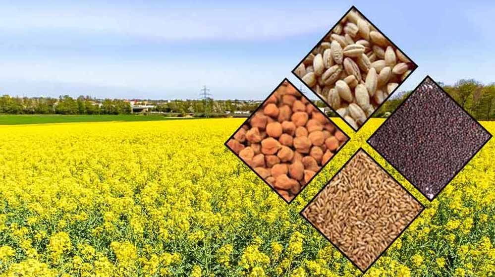 किसानों के लिए राहत की खबर, रबी सीजन के बीज उपलब्ध; अधिकृत विक्रय केंद्रों से करें खरीदारी किसानों के लिए राहत की खबर, रबी सीजन के बीज उपलब्ध; अधिकृत विक्रय केंद्रों से करें खरीदारी