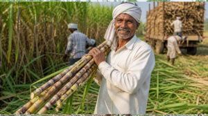 गन्ना किसानों के लिए खुशखबरी, छत्तीसगढ़ में 2025-26 सत्र से ₹425 प्रति क्विंटल भुगतान गन्ना किसानों के लिए खुशखबरी, छत्तीसगढ़ में 2025-26 सत्र से ₹425 प्रति क्विंटल भुगतान