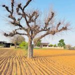 राजस्थान के राज्य वृक्ष खेजड़ी पर संकट, बालोतरा में तेजी से सूख रहे पेड़; जांच की मांग तेज