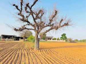 राजस्थान के राज्य वृक्ष खेजड़ी पर संकट, बालोतरा में तेजी से सूख रहे पेड़; जांच की मांग तेज