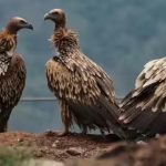 गिद्धों के संरक्षण की बड़ी पहल, बिहार के वाल्मीकि टाइगर रिजर्व में खुलेगा नया केंद्र