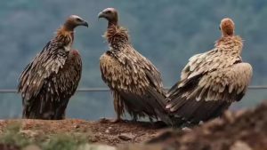 गिद्धों के संरक्षण की बड़ी पहल, बिहार के वाल्मीकि टाइगर रिजर्व में खुलेगा नया केंद्र