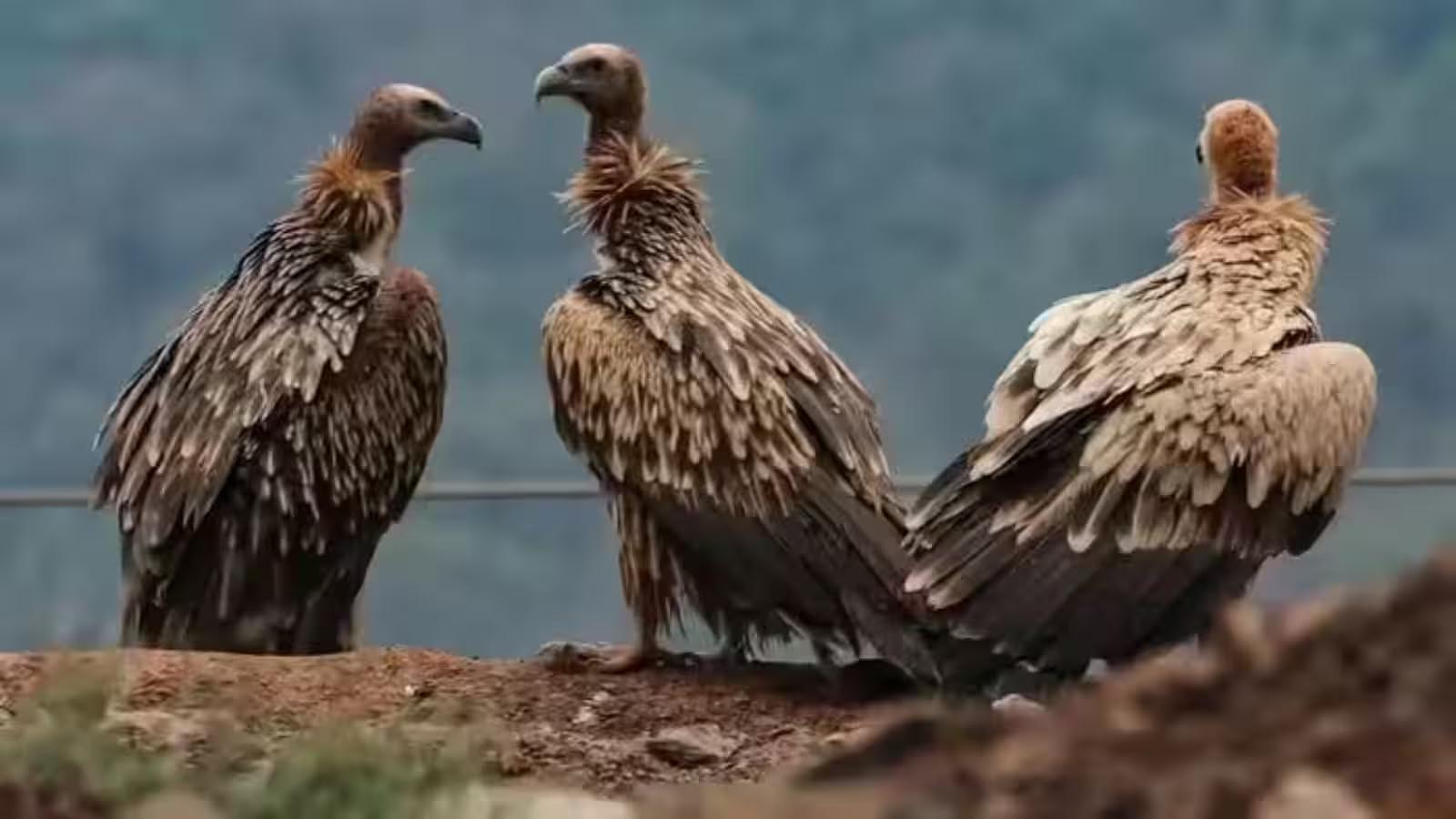 गिद्धों के संरक्षण की बड़ी पहल, बिहार के वाल्मीकि टाइगर रिजर्व में खुलेगा नया केंद्र