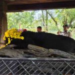 नंदनवन जू एवं जंगल सफारी में 25 वर्षीय मादा हिमालयन भालू ‘फफोरी’ की मौत