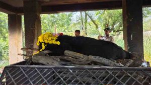 नंदनवन जू एवं जंगल सफारी में 25 वर्षीय मादा हिमालयन भालू ‘फफोरी’ की मौत
