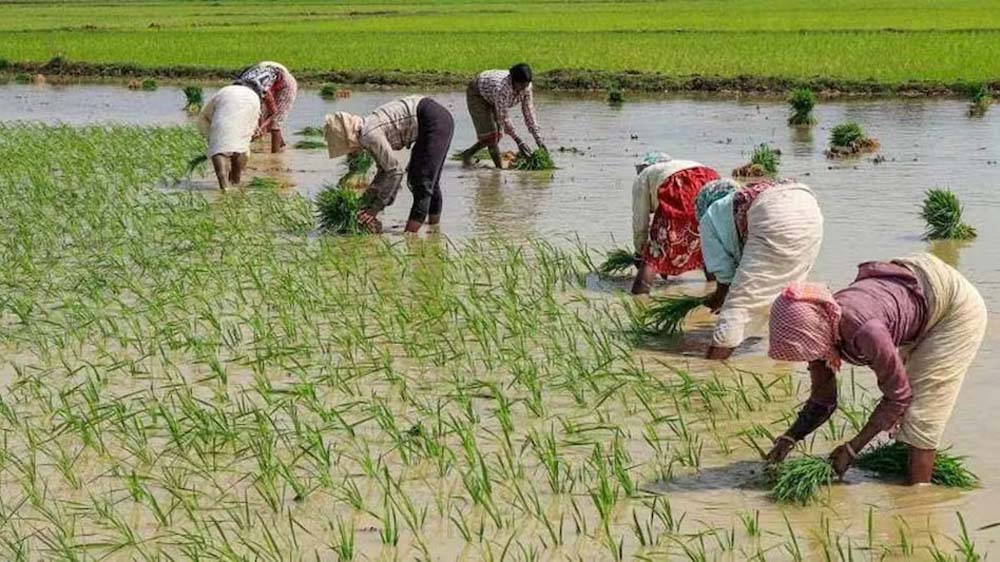 झारखंड में धान खरीद पर बड़ा फैसला जल्द, 50 लाख टन का लक्ष्य घटेगा; बिचौलियों पर सरकार की नजर