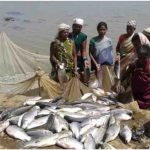 मध्य प्रदेश में ₹7,430 करोड़ का निवेश, 4 जलाशयों में लगेंगे केज; मछली निर्यात पर जोर