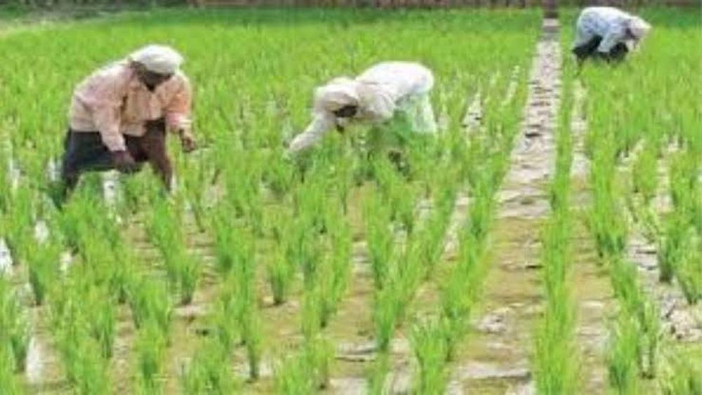 झारखंड में धान खरीदी पर संकट, सरकारी पंजीकरण से किसानों की दूरी; बिचौलियों पर लगाम लगाने की तैयारी