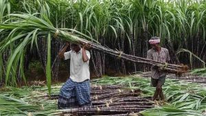 हरियाणा में गन्ने के दाम बढ़ाने का ऐलान, 2027-28 में किसानों को मिलेगा 450 रुपये प्रति क्विंटल भाव