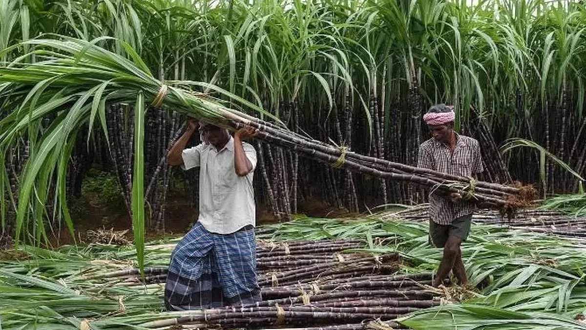 हरियाणा में गन्ने के दाम बढ़ाने का ऐलान, 2027-28 में किसानों को मिलेगा 450 रुपये प्रति क्विंटल भाव