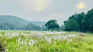 कोर एवं बफर के सभी पर्यटन जोन सामान्य रूप से संचालित, किसी भी गेट को बंद नहीं किया गया