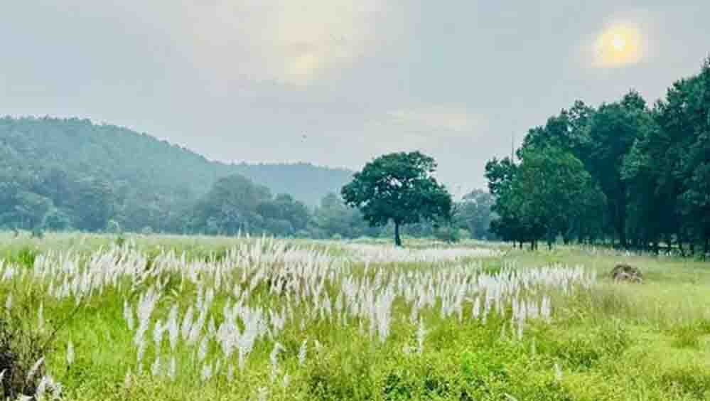 कोर एवं बफर के सभी पर्यटन जोन सामान्य रूप से संचालित, किसी भी गेट को बंद नहीं किया गया कोर एवं बफर के सभी पर्यटन जोन सामान्य रूप से संचालित, किसी भी गेट को बंद नहीं किया गया