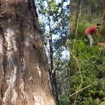 600 मजदूर रोज काट रहे 565 पेड़, फिर भी डिंडौरी में कटाई की रफ्तार धीमी