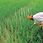 UP Rabi Season: रबी उत्पादन में 30 लाख टन बढ़ोतरी का लक्ष्य, किसानों को मिलेंगे सस्ते बीज-उर्वरक UP Rabi Season: रबी उत्पादन में 30 लाख टन बढ़ोतरी का लक्ष्य, किसानों को मिलेंगे सस्ते बीज-उर्वरक