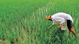 UP Rabi Season: रबी उत्पादन में 30 लाख टन बढ़ोतरी का लक्ष्य, किसानों को मिलेंगे सस्ते बीज-उर्वरक UP Rabi Season: रबी उत्पादन में 30 लाख टन बढ़ोतरी का लक्ष्य, किसानों को मिलेंगे सस्ते बीज-उर्वरक