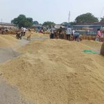 धान की 1509 किस्म ने किसानों की कराई बल्ले-बल्ले, एक एकड़ से 1 लाख तक कमाई