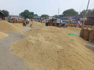 धान की 1509 किस्म ने किसानों की कराई बल्ले-बल्ले, एक एकड़ से 1 लाख तक कमाई