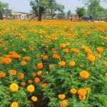 राजस्थान के किसानों का नकदी फसल पर बढ़ा भरोसा, गेंदे के फूलों से हर फसल में डेढ़ लाख कमाई की उम्मीद राजस्थान के किसानों का नकदी फसल पर बढ़ा भरोसा, गेंदे के फूलों से हर फसल में डेढ़ लाख कमाई की उम्मीद