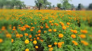 राजस्थान के किसानों का नकदी फसल पर बढ़ा भरोसा, गेंदे के फूलों से हर फसल में डेढ़ लाख कमाई की उम्मीद राजस्थान के किसानों का नकदी फसल पर बढ़ा भरोसा, गेंदे के फूलों से हर फसल में डेढ़ लाख कमाई की उम्मीद