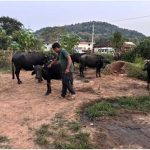बाघों और मवेशियों की सुरक्षा के लिए गांवों में टीकाकरण अभियान