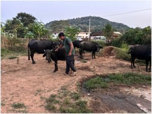 बाघों और मवेशियों की सुरक्षा के लिए गांवों में टीकाकरण अभियान