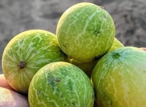 राजस्थान के रेगिस्तान में उगने वाला कड़वा फल बढ़ाएगा किसानों की आय, औषधीय गुणों पर वैज्ञानिकों का फोकस