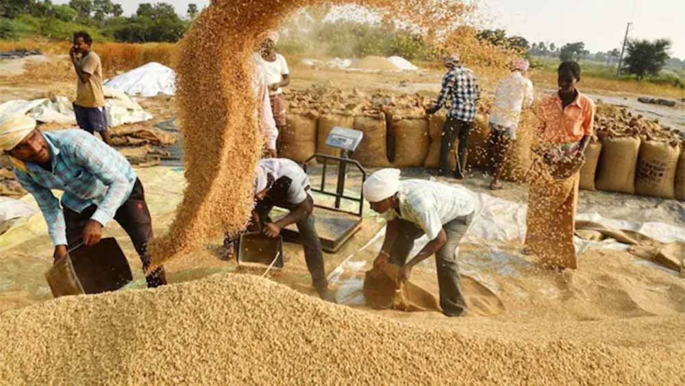 हरियाणा में धान खरीद लक्ष्य का 53% पूरा, अब तक 2.22 लाख किसानों को मिला भुगतान