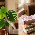 मॉन्स्टेरा का पौधा घर में किस दिशा में रखें? फेंगशुई के अनुसार धन और समृद्धि के लिए जानें सही जगह मॉन्स्टेरा का पौधा घर में किस दिशा में रखें? फेंगशुई के अनुसार धन और समृद्धि के लिए जानें सही जगह
