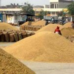 ग्वार के भाव में दो साल की नरमी के बाद उछाल की आस, जोधपुर के किसानों की मंडियों पर नजर