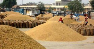 ग्वार के भाव में दो साल की नरमी के बाद उछाल की आस, जोधपुर के किसानों की मंडियों पर नजर