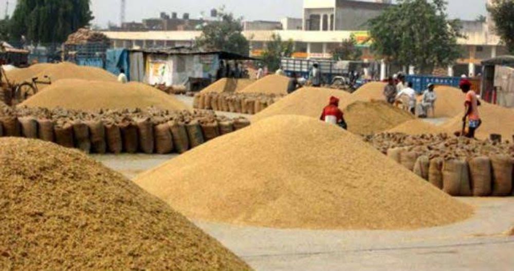 ग्वार के भाव में दो साल की नरमी के बाद उछाल की आस, जोधपुर के किसानों की मंडियों पर नजर ग्वार के भाव में दो साल की नरमी के बाद उछाल की आस, जोधपुर के किसानों की मंडियों पर नजर