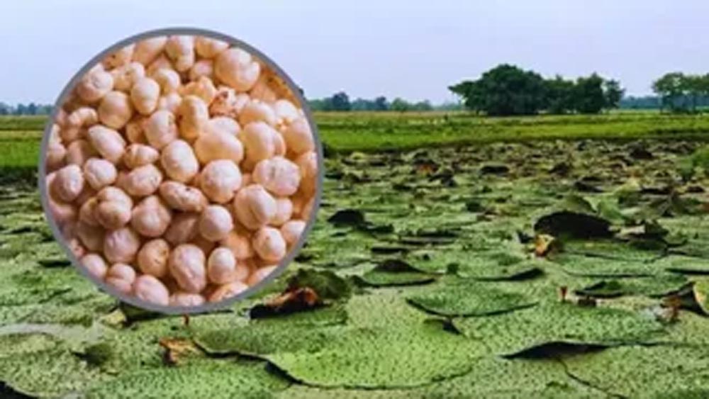 Bihar Makhana: अमेरिका से ऑस्ट्रेलिया तक पहुंचा मिथिला मखाना, 5 साल में उत्पादन दोगुना करने की तैयारी