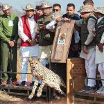 बुंदेलखंड में चीतों की नई दहाड़, CM मोहन यादव आज  7 अक्टूबर को वीरांगना दुर्गावती रिजर्व में छोड़ेंगे 2 चीते