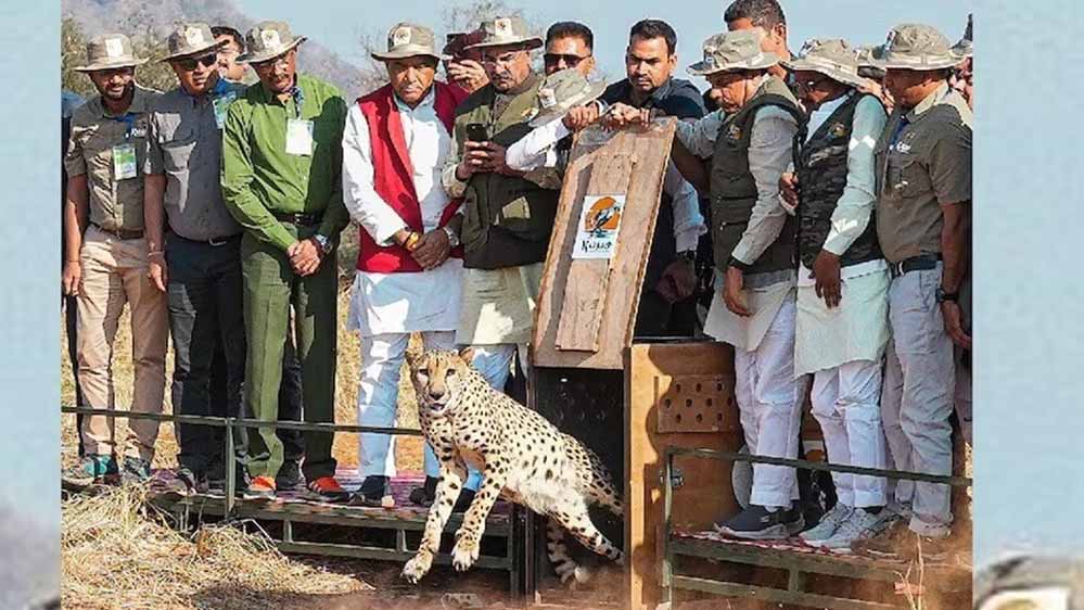 बुंदेलखंड में चीतों की नई दहाड़, CM मोहन यादव आज  7 अक्टूबर को वीरांगना दुर्गावती रिजर्व में छोड़ेंगे 2 चीते
