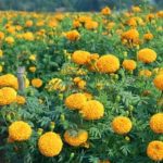 राजस्थान के किसानों की चमकी किस्मत, गेंदे की खेती में बढ़ा रुझान; एक साल में 75 हजार पौधों की बिक्री राजस्थान के किसानों की चमकी किस्मत, गेंदे की खेती में बढ़ा रुझान; एक साल में 75 हजार पौधों की बिक्री