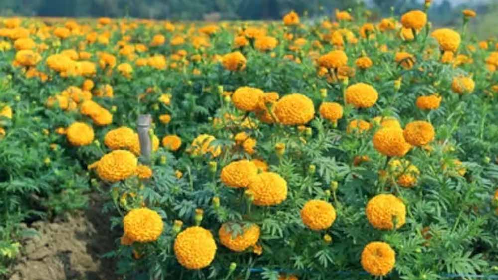 राजस्थान के किसानों की चमकी किस्मत, गेंदे की खेती में बढ़ा रुझान; एक साल में 75 हजार पौधों की बिक्री