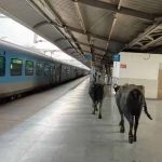 भोपाल के वर्ल्ड क्लास स्टेशन का हैरान करने वाला वीडियो, प्लेटफॉर्म पर घूमती दिखीं भैंसें