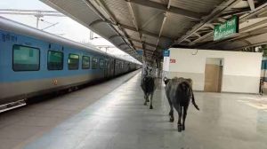 भोपाल के वर्ल्ड क्लास स्टेशन का हैरान करने वाला वीडियो, प्लेटफॉर्म पर घूमती दिखीं भैंसें