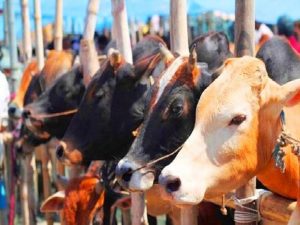 गांव में शुरू करें दूध का कारोबार, बिहार की 2 सरकारी योजनाओं में मिलेगी सब्सिडी और मुफ्त ट्रेनिंग